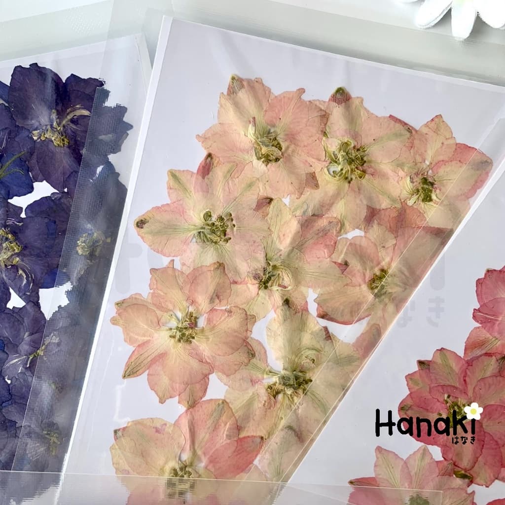 ดอกเดลฟินเนียมทับแห้ง ดอกไม้จริงทับแห้ง ดอกไม้ทับแห้ง Pressed Flowers รูปที่ 5