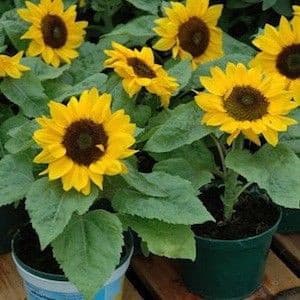 เมล็ดพันธุ์ ทานตะวันแคระ 50 เมล็ด Big Smile Sunflower Seed เมล็ดพันธุ์แท้100% รูปที่ 2