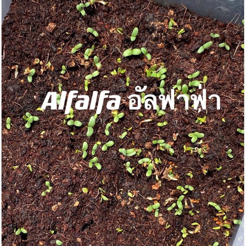 เมล็ดหญ้าทิโมธี Timothy อัลฟาฟ่า Alfalfa 30กรัม ปลูกหญ้าที่บ้านสำหรับให้เต่ากิน อาหารเต่าบก รูปที่ 7