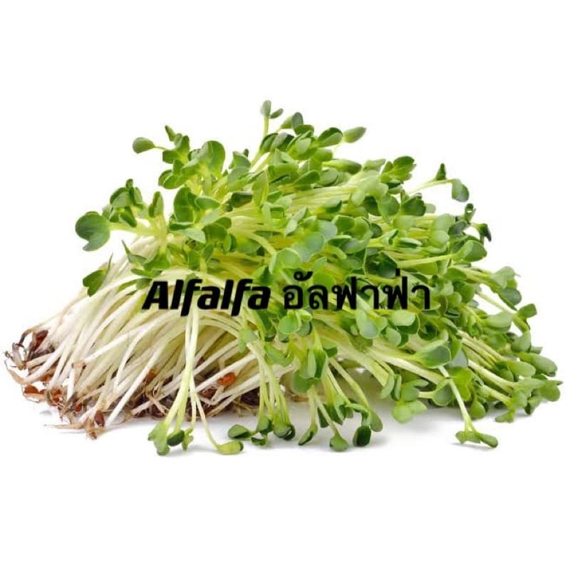 เมล็ดหญ้าทิโมธี Timothy อัลฟาฟ่า Alfalfa 30กรัม ปลูกหญ้าที่บ้านสำหรับให้เต่ากิน อาหารเต่าบก รูปที่ 8