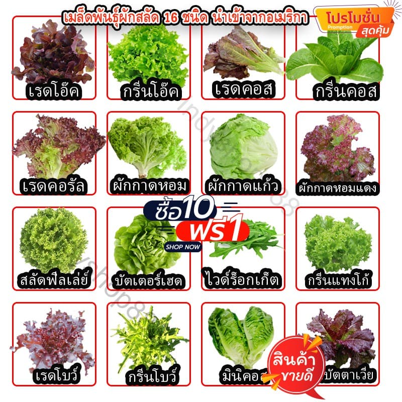 เมล็ดผักอินทรีย์ เมล็ดพันธุ์ผักสลัด เมล็ดผักสลัด 100-200 เมล็ด 10 บาท รูปที่ 1