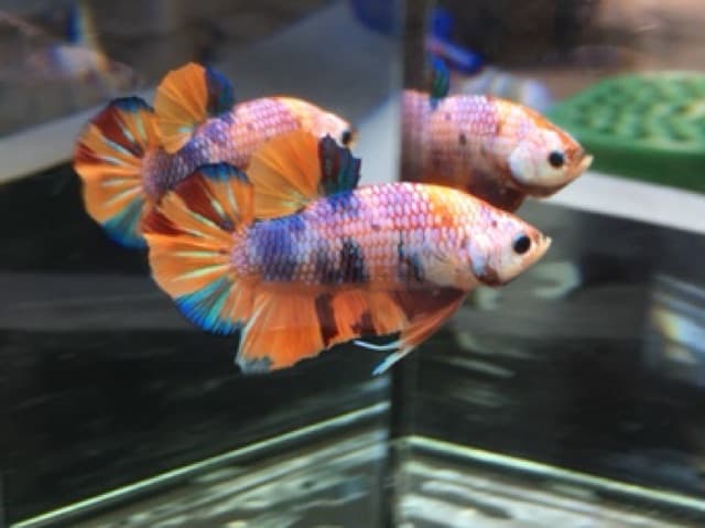 อาหารปลากัด Optimum Betta ขนาด 20 กรัม รูปที่ 3