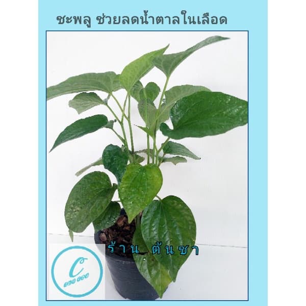 ต้นใบชะพลู ผักนางเลิด พืชสมุนไพร มากสรรพคุณ รูปที่ 4