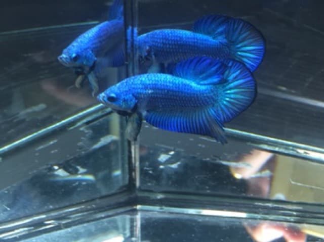 อาหารปลากัด Optimum Betta ขนาด 20 กรัม รูปที่ 8