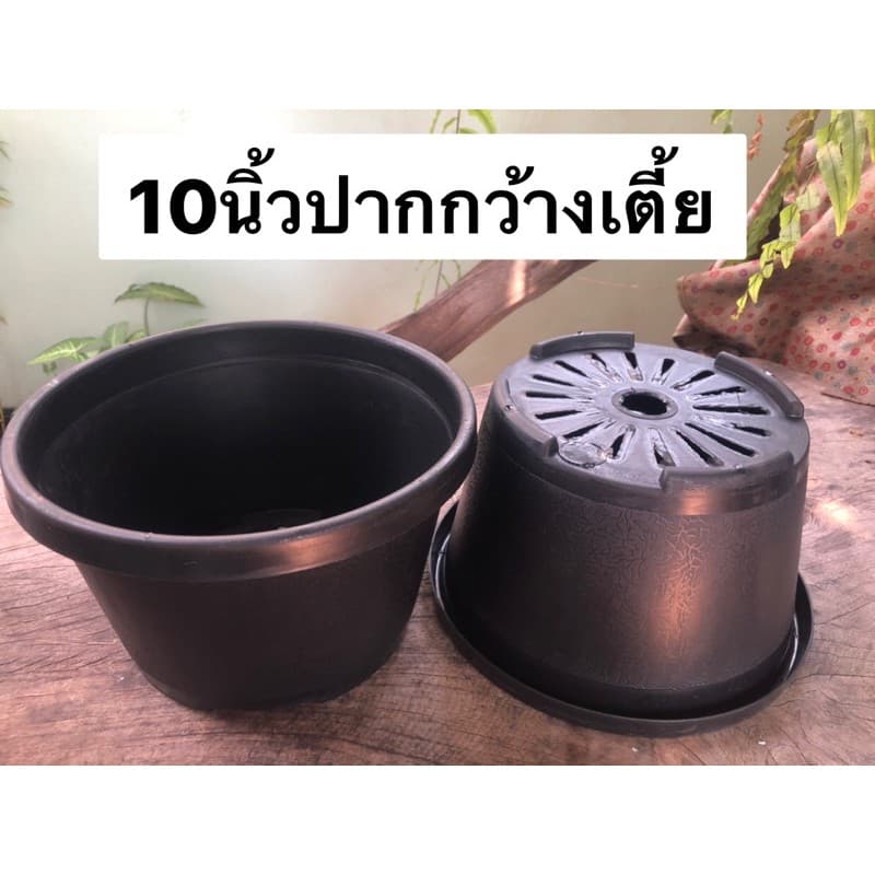 กระถางต้นไม้ สีดำ ปากกว้างเตี้ย ขนาด7นิ้ว 10นิ้ว รูปที่ 2