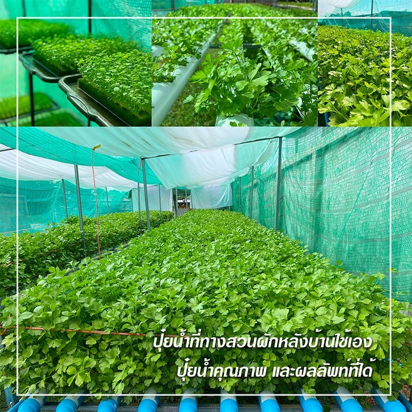 ปุ๋ยน้ำกรีนเฮาส์แท้ ปุ๋ยน้ำ AB เข้มข้น 20 ลิตร สำหรับปลูกพืชไฮโดรโปนิกส์ ผักสลัด และผักไทย คุณภาพดี รูปที่ 9