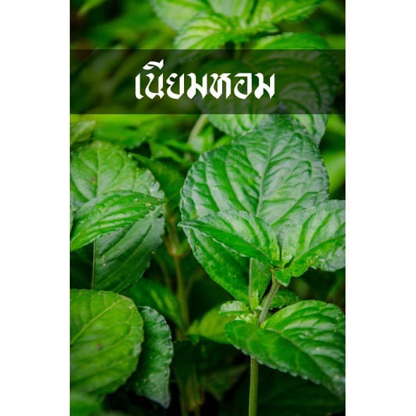 ต้นเนียมหอม เนียมหอม พุ่มใหญ่ๆ ใบแน่ๆ ชอบใหญ่ๆคุ้มๆ ทางเราจัดให้ รูปที่ 1