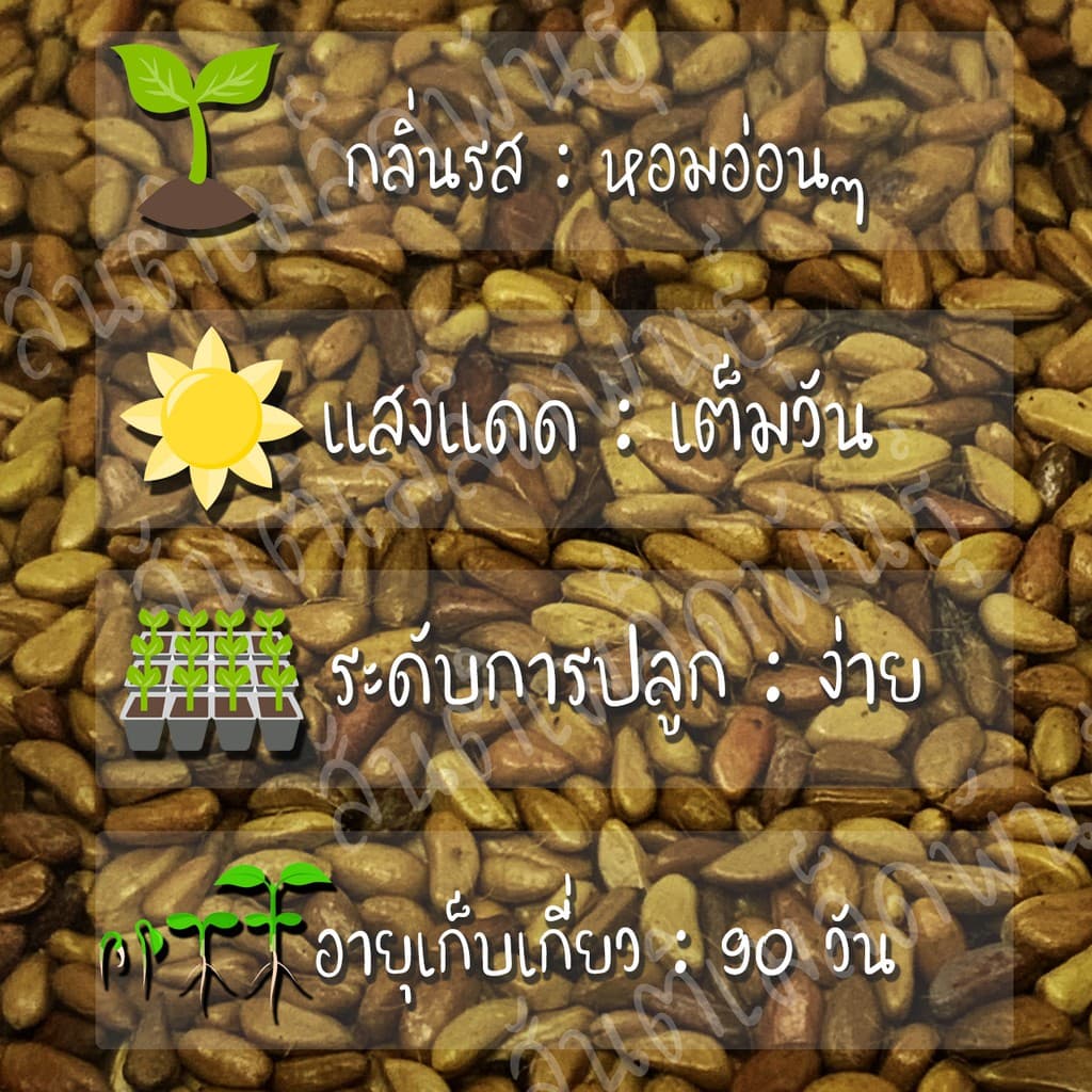 เมล็ดพันธุ์ กุหลาบเลื้อย กุหลาบ สีแดง 30 เมล็ด Red Rose Seed เมล็ดพันธุ์แท้ นำเข้าจากต่างประเทศ ปลูกผัก สวนครัว ถูกดี รูปที่ 2