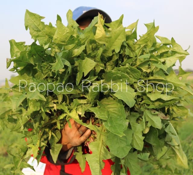 ต้นแดนดิไลออน Dandelion สำหรับสัตว์เลี้ยง รูปที่ 4