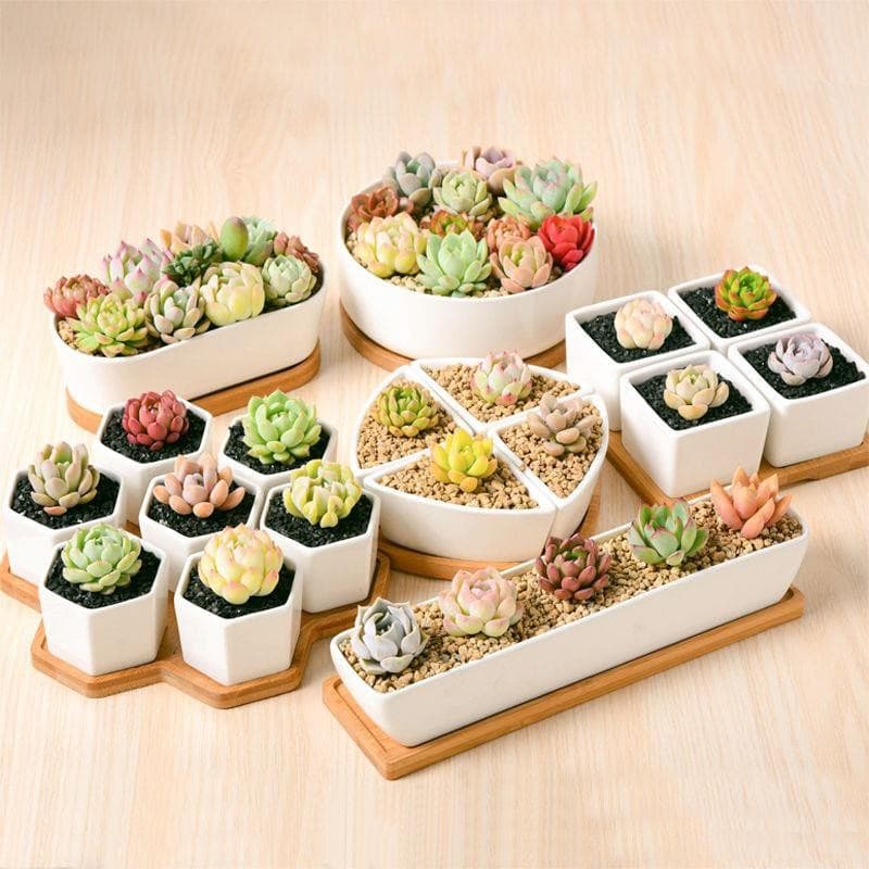 Plants Center T203 กระถางต้นไม้ เซรามิกขาวเพชร Diamondมีถาดรองไม้ ขนาด เป็นเซรามิกเคลือบเงา รูปที่ 8