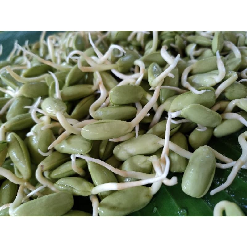 หน่อเหรียง เม็ดเหรียงเพาะ ลูกเหรียง หน่อเหรียงสดเพาะใหม่ก่อนส่ง 250กรัม กรุณาอ่านรายละเอียดก่อนสั่งสินค้าค่ะ รูปที่ 9