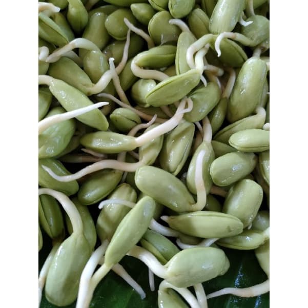 หน่อเหรียง เม็ดเหรียงเพาะ ลูกเหรียง หน่อเหรียงสดเพาะใหม่ก่อนส่ง 250กรัม กรุณาอ่านรายละเอียดก่อนสั่งสินค้าค่ะ รูปที่ 6