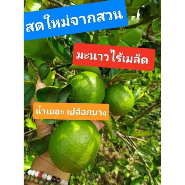 มะนาวไร้เมล็ด สดใหม่จากต้น ไร้สารเคมี รูปที่ 2