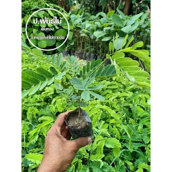 ต้นพฤกษ์ ต้นอีซึก ต้นมะคึด หรือต้นจามจุรีสีทอง กินยอดได้ สูง 10-15 เซนติเมตร ‼หากเสียหายเครมฟรี ไม่มีค่าใช้จ่าย‼ รูปที่ 1