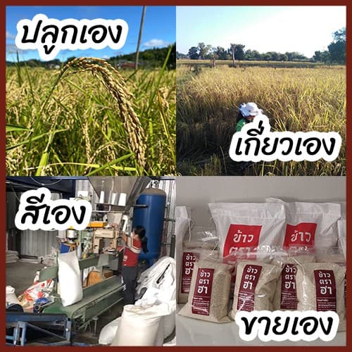 ข้าวญี่ปุ่น 1 ลิตร ตราฮา ข้าวญี่ปุ่นแท้ 100% ปลูกเชียงราย ส่งขายร้านโอมากาเสะ รูปที่ 4