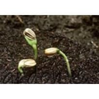 เมล็ดพันธุ์ ทานตะวันแคระ 50 เมล็ด Big Smile Sunflower Seed เมล็ดพันธุ์แท้100% รูปที่ 5