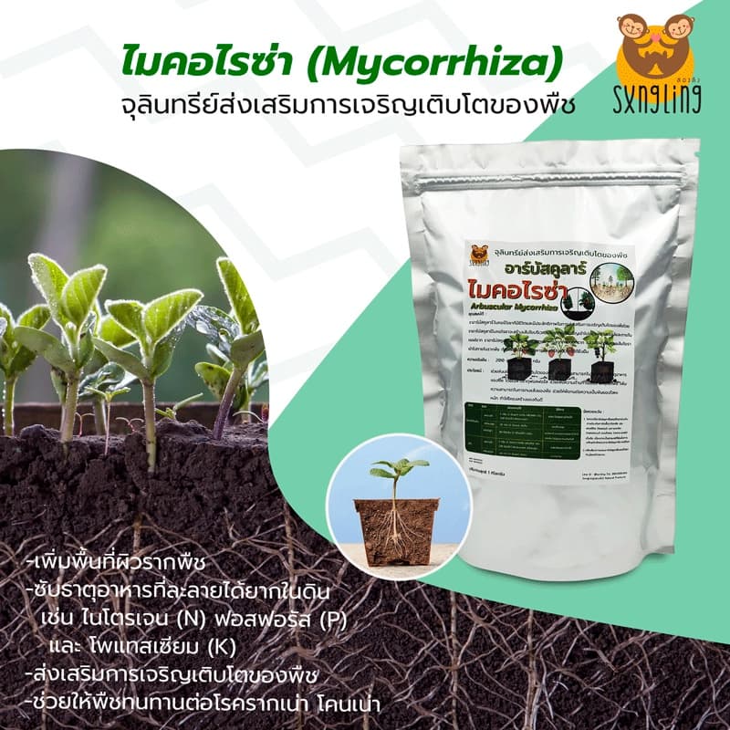 เชื้อราอาร์บัสคูลาร์ไมคอร์ไรซ่า เพิ่มพื้นที่ผิวรากขนาดบรรจุ500กรัมและ1กิโลกรัม รูปที่ 1