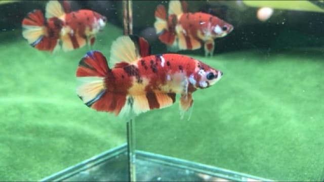 อาหารปลากัด Optimum Betta ขนาด 20 กรัม รูปที่ 6