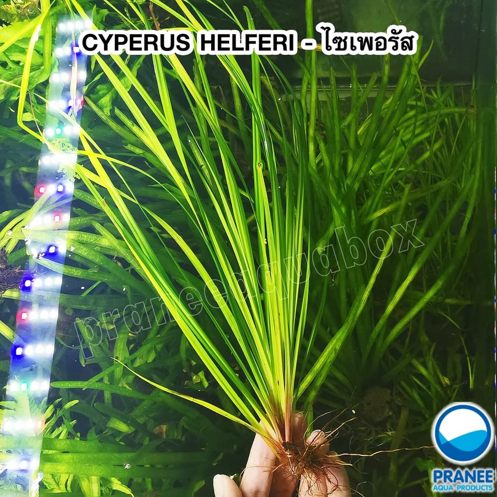 CYPERUS HELFERI - ไม้หลังตู้ เลี้ยงง่าย ต้นไม้น้ำตา ต้นไม้พร้อมปลูก ***กรุณาอ่านรายละเอียดก่อนสั่งซื้อ*** รูปที่ 1