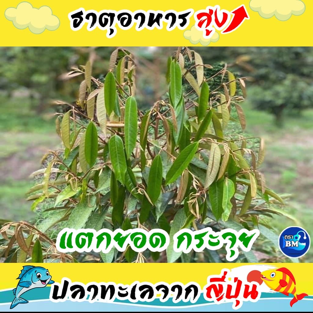 น้ำหมักปลาทะเล จากญี่ปุ่นผสมเปลือกไข่ ช่วยไล่แมลง รูปที่ 5