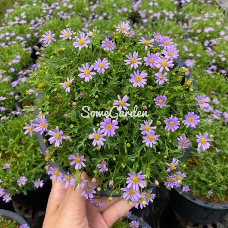 เดซี่ Daisyต้นเดซี่ ดอกสีม่วง เหลือง แดง ชมพู Purple Daisy 8นิ้ว ดอกไม้ทานได้ รูปที่ 1