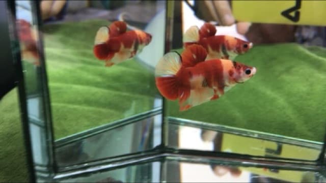 อาหารปลากัด Optimum Betta ขนาด 20 กรัม รูปที่ 4