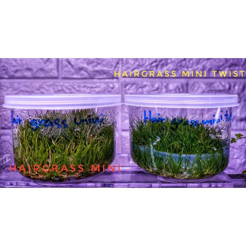 hairgrass mini twist/mini /ใบยาว #ไม้น้ำ ไม้เนื้อเยื้อ ไม้ปูพื้น รูปที่ 1