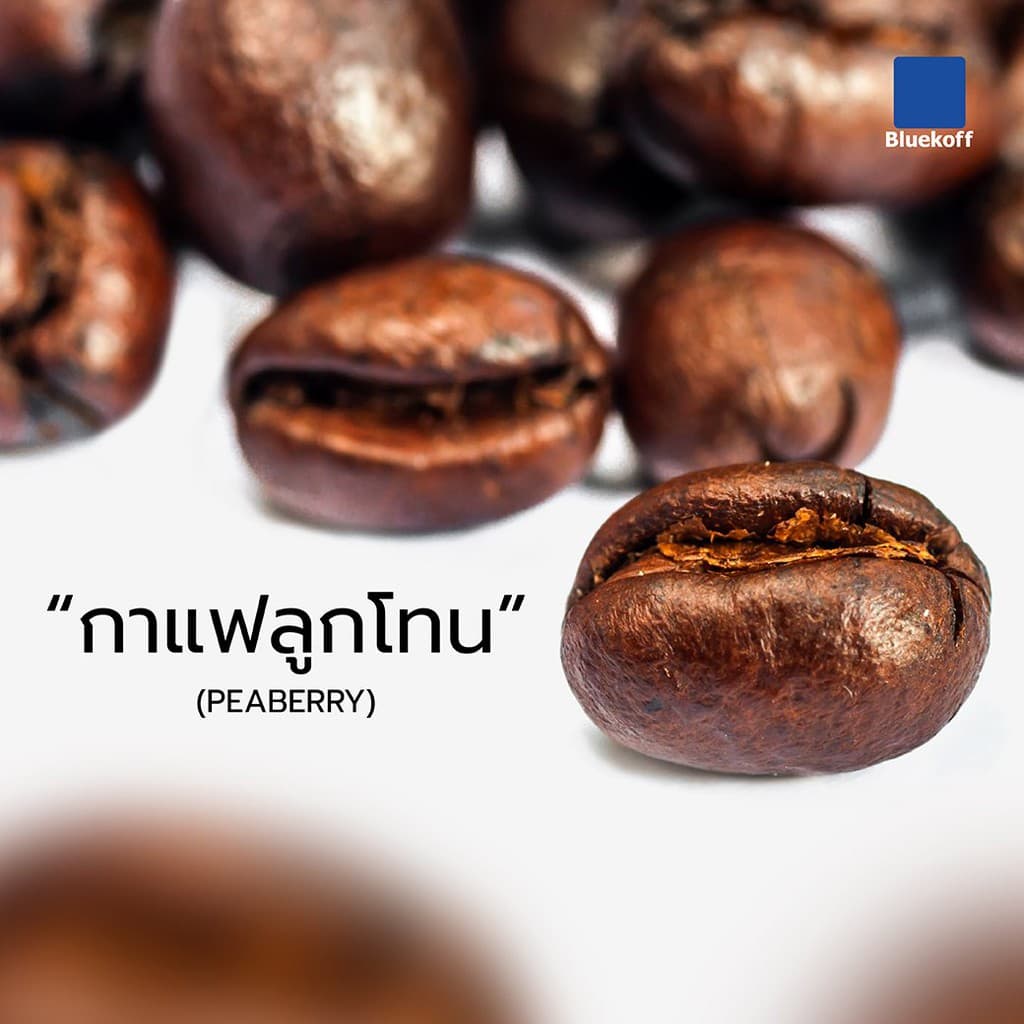Bluekoff Plantation: A1 Peaberry เมล็ดกาแฟไทย อราบิก้า 100% Arabica 100% รูปที่ 3