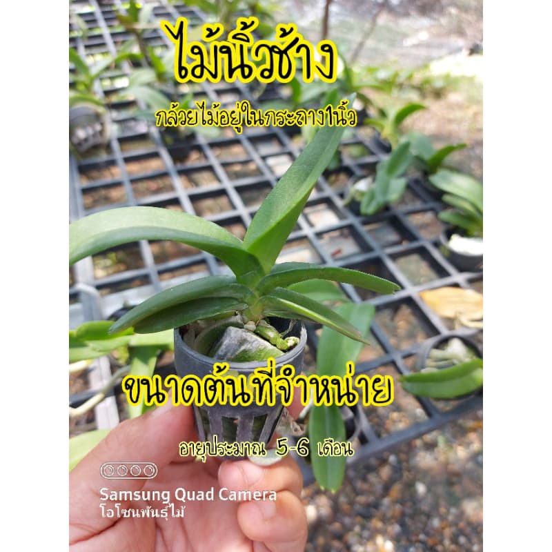 กล้วยไม้ช้าง ดอกมีกลิ่นหอม ไม้นิ้ว รูปที่ 3