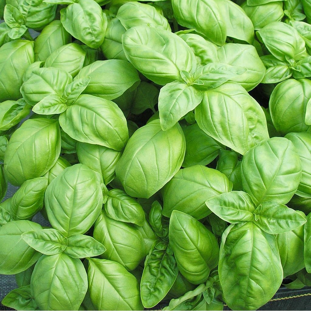 เมล็ดพันธุ์ อิตาเลี่ยน เบซิลใบใหญ่ Italian Large Leaf Basil Seed บรรจุ 400 เมล็ด คุณภาพดี รูปที่ 2