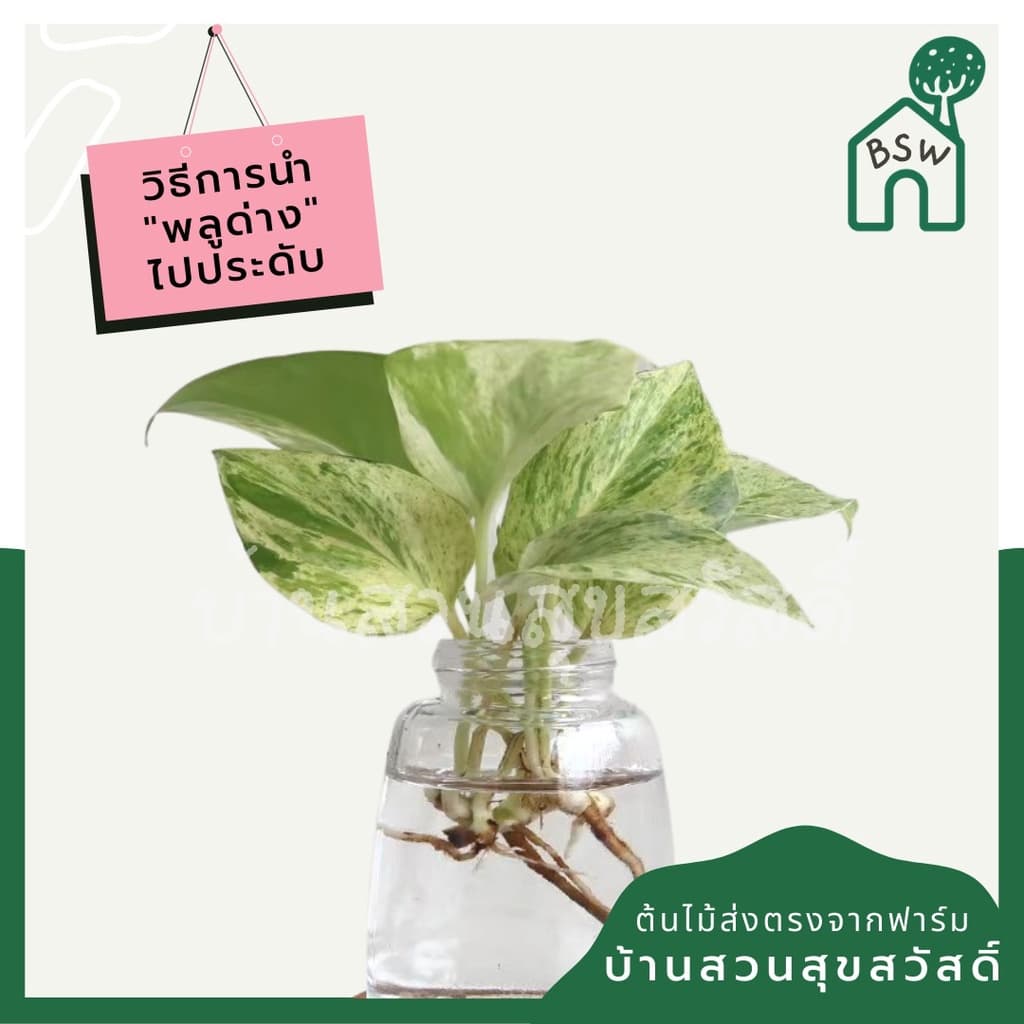 พลูด่างราชินีหินอ่อน กระถาง 3 นิ้ว มาในกระถางพร้อมตั้ง รูปที่ 5