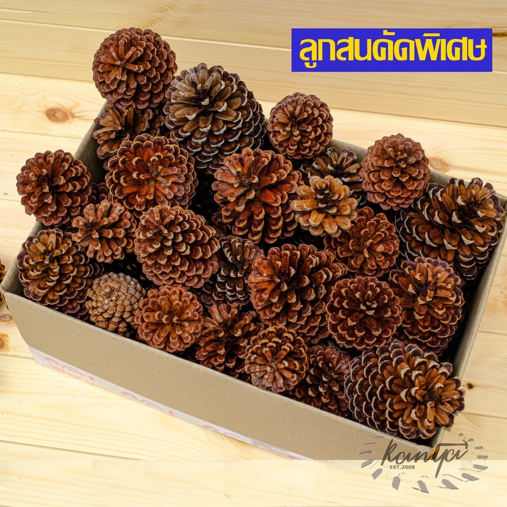 ลูกสน1กิโลกรัม ลูกสนแห้ง คัดพิเศษ ตกแต่งต้นคริสต์มาส คละไซส์ ลับฟันสัตว์ ลูกสนธรรมชาติ รูปที่ 2