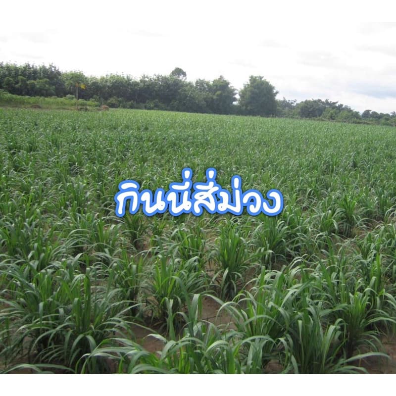 กินนี กินนี่สีม่วง เมล็ดหญ้ากินนี่สีม่วง 1 กิโลกรัม รูปที่ 4