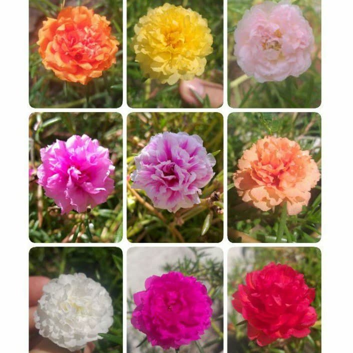 กิ่งคุณนายตื่นสาย กิ่งแพรเซี่ยงไฮ้ เลือกสีได้ 8 กิ่ง สั่งขั้นต่ำ 20฿ รูปที่ 2