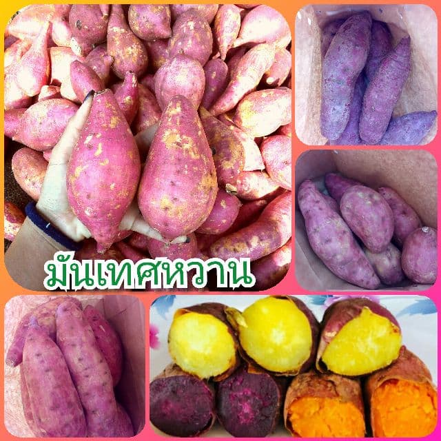 มันเทศหวาน●เกรดA●คัดสวย●แพ็กละ1กก. รูปที่ 2