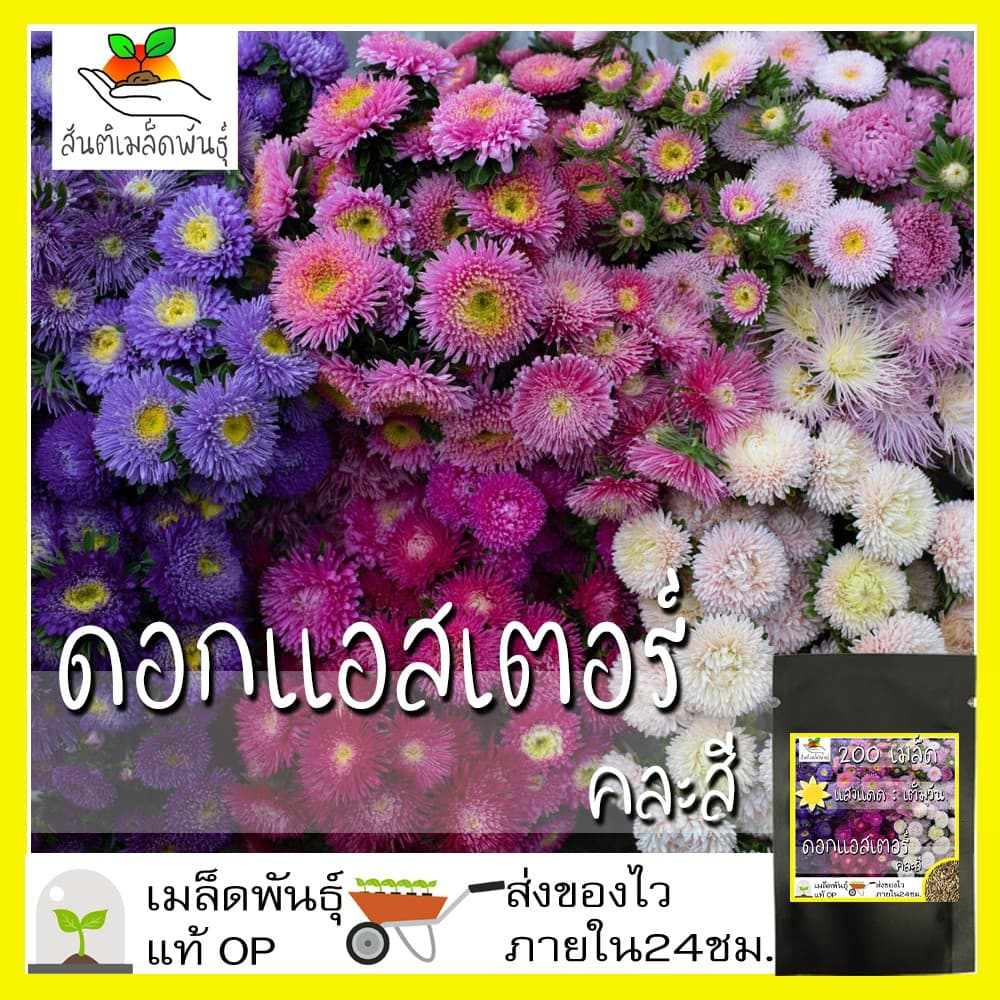 เมล็ดพันธุ์ ดอกแอสเตอร์ คละสี 200เมล็ด Powder Puff Aster Flower Seed เมล็ดพันธุ์แท้100%นำเข้าจากต่างประเทศ ปลูกดอกไม้งาม รูปที่ 1
