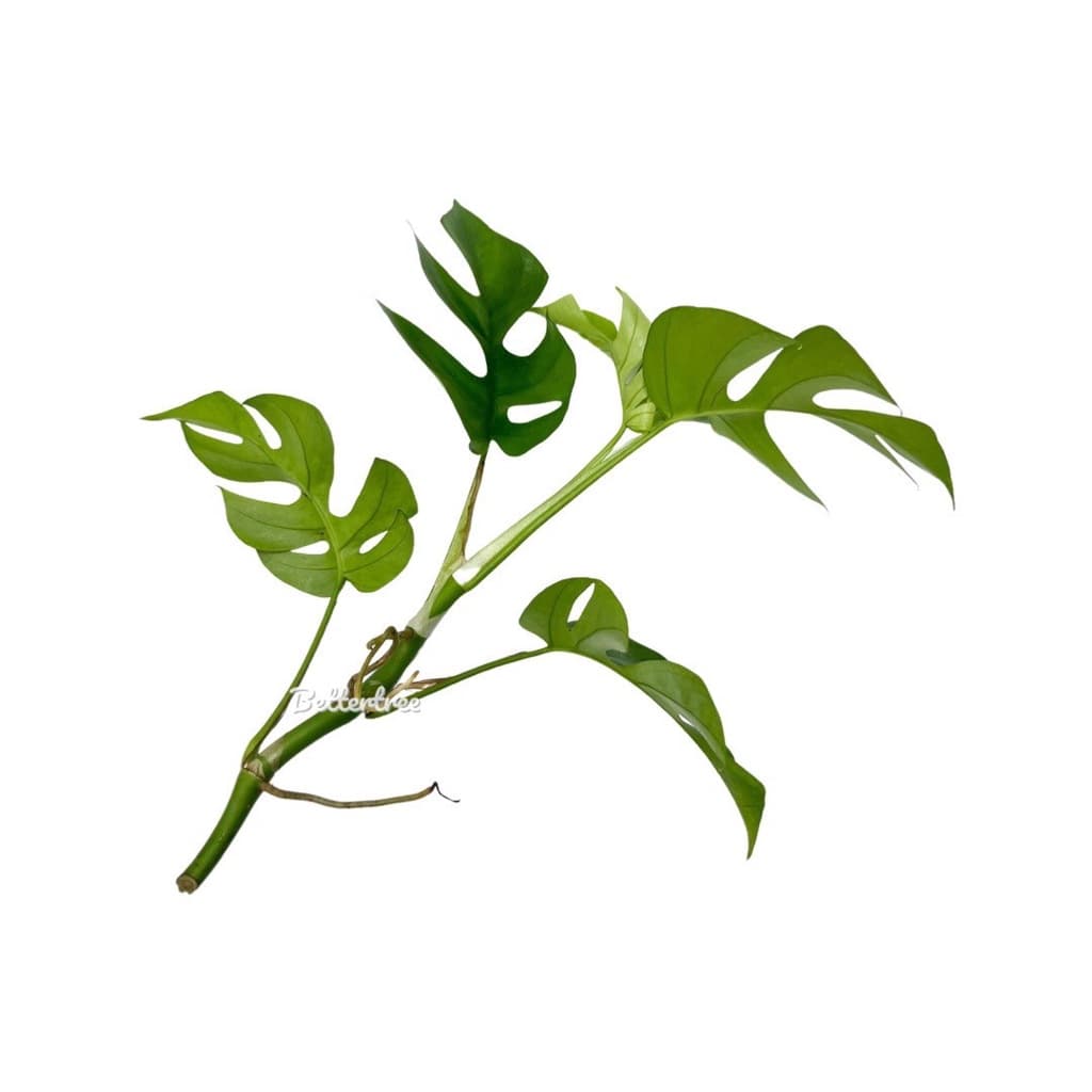 มอนสเตอร่าจินนี่ Monstera Ginny Philodendron Ginny ต้นไม้ฟอกอากาศ มอนสเตอร่า Monstera รูปที่ 5