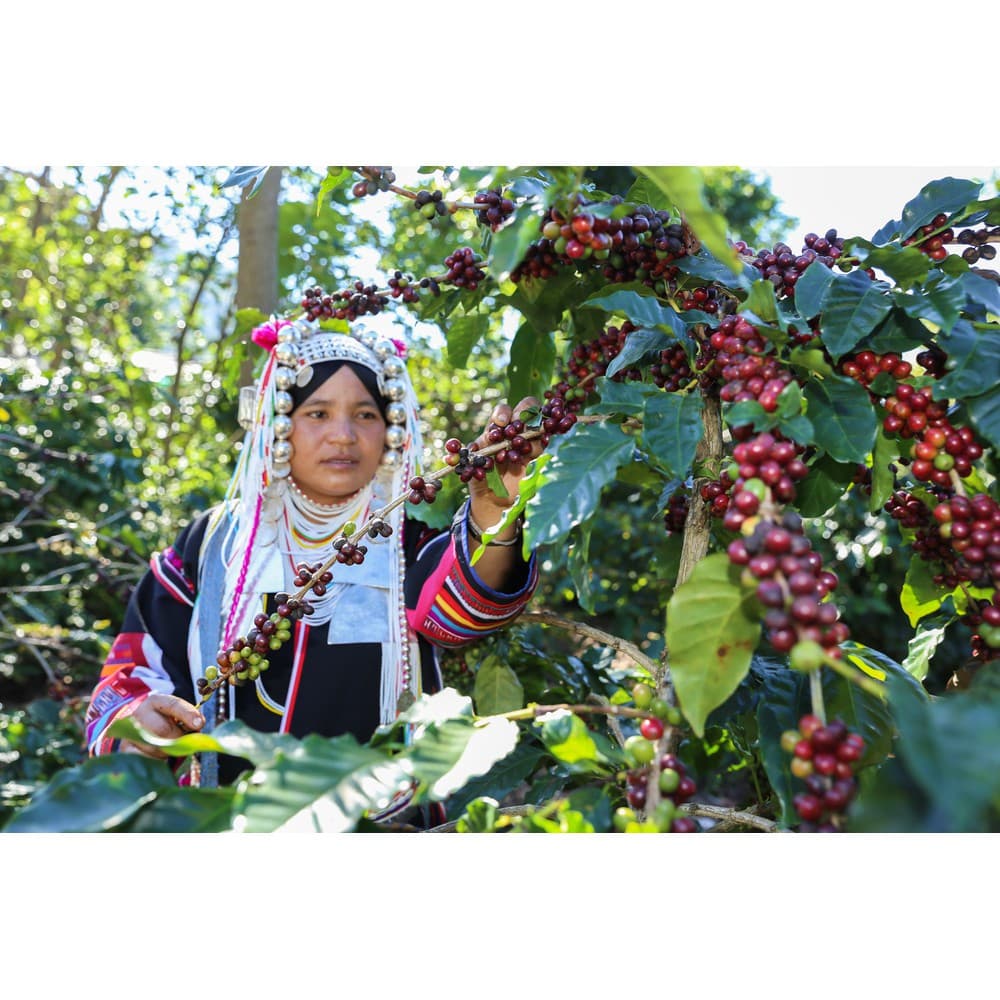 กาแฟปางขอนอาราบิก้า 100% ขนาด 500 กรัม คั่วเข้ม Dark Roast เกรดรวมมีเมล็ดหัก รสชาติพรีเมียมสุดๆ รูปที่ 6