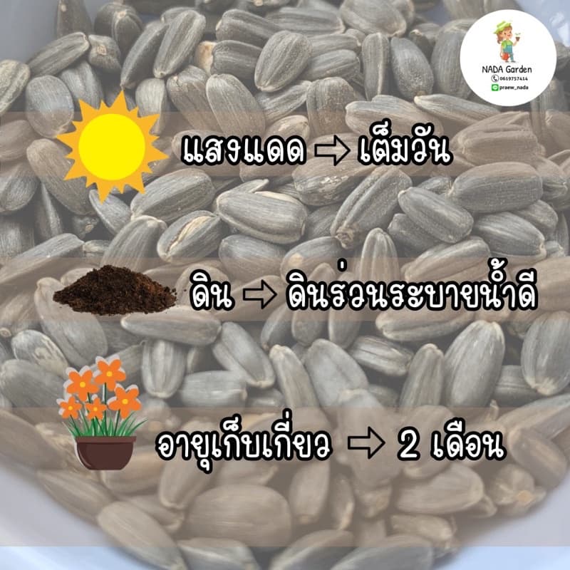 เมล็ดพันธุ์ ทานตะวันเทดดี้เเบร์ 50เมล็ด รูปที่ 2