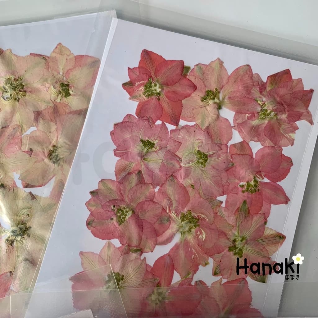ดอกเดลฟินเนียมทับแห้ง ดอกไม้จริงทับแห้ง ดอกไม้ทับแห้ง Pressed Flowers รูปที่ 6