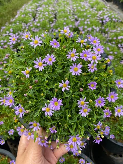 เดซี่ Daisyต้นเดซี่ ดอกสีม่วง เหลือง แดง ชมพู Purple Daisy 8นิ้ว ดอกไม้ทานได้ รูปที่ 3