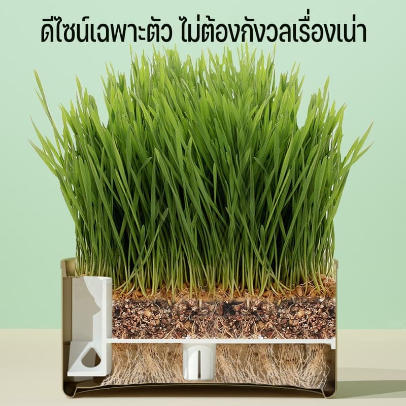 ！！หญ้าแมว ออร์แกนิค ต้นอ่อนข้าวสาลี ต้นข้าวสาลี สำหรับสัตว์เลี้ยง ต้นหญ้าแมวพร้อมทาน ส่งเสริมการย่อยอาหาร รูปที่ 2