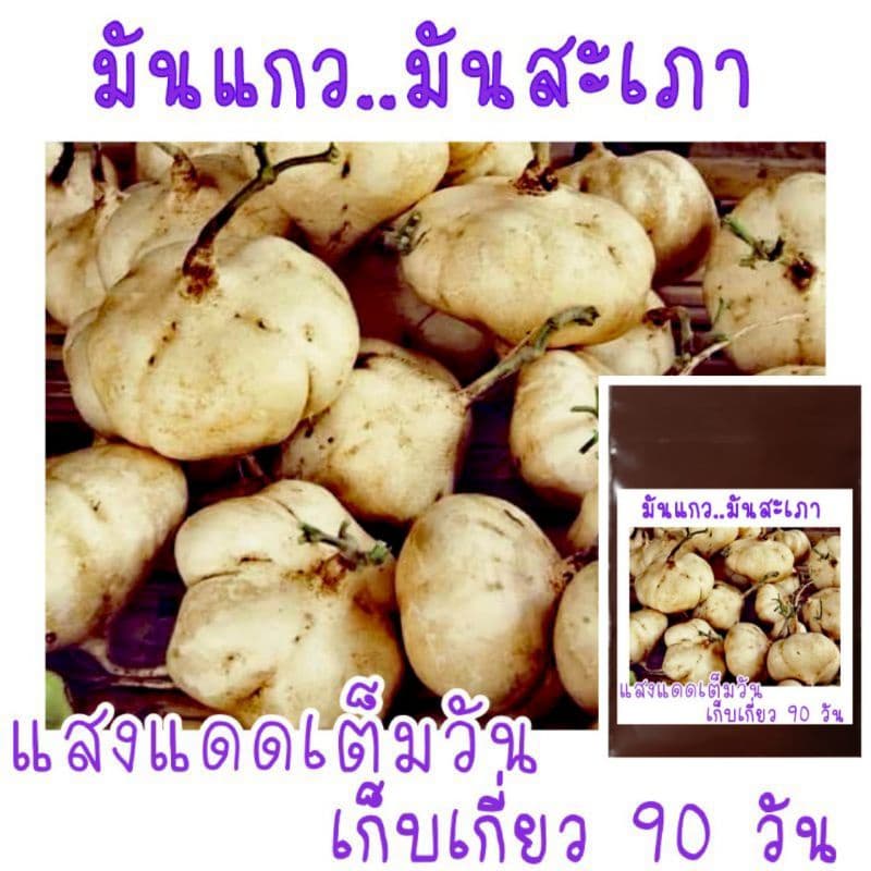 เมล็ด​พันธุ์​ มันแกว​ มันสะเภา​ มันตะเภา​ 30​ เมล็ด​ รูปที่ 1