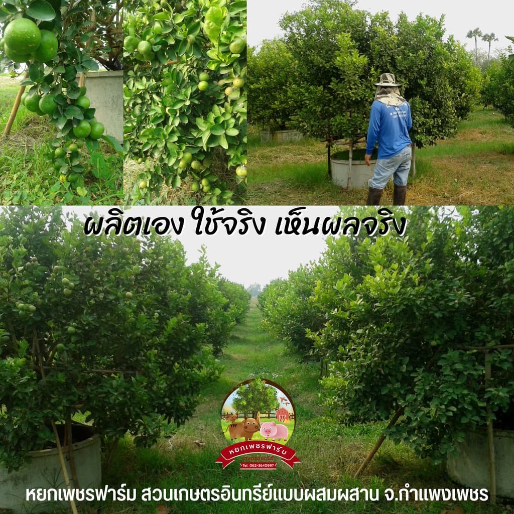 น้ำส้มควันไม้ 600ml. จากไม้สะเดาแท้100% ดับกลิ่น ไล่แมลงศัตรูพืช เห็บ หมัด ไร เชื้อรา **หยกเพชรฟาร์ม** รูปที่ 7