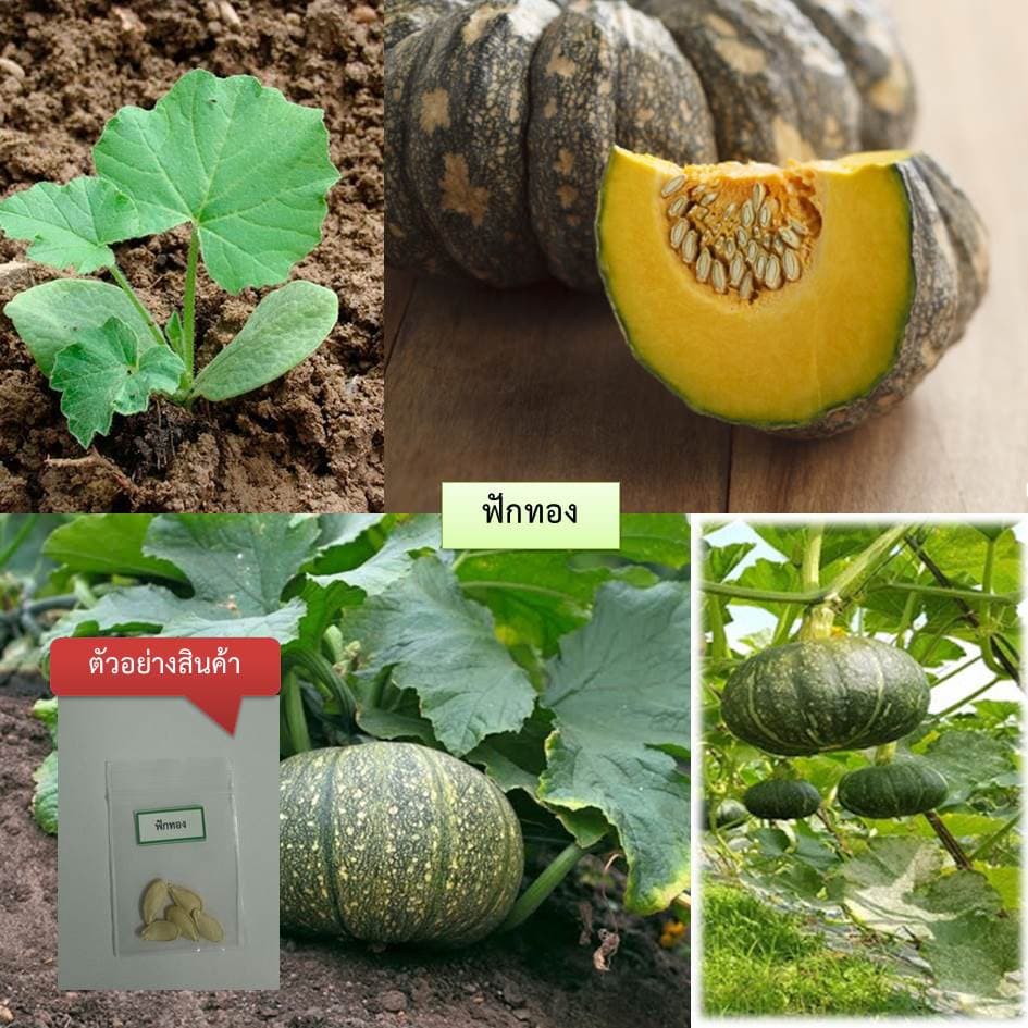 เมล็ดฟักทอง 5 เมล็ด ซื้อ 10 แถม 2 คละได้ เลือกของแถมได้ คิดถึงเมล็ดผัก คิดถึง skinsun รูปที่ 2