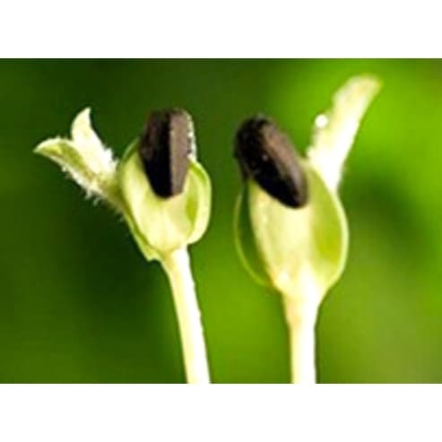 เมล็ดพันธุ์ ทานตะวันแคระ 50 เมล็ด Big Smile Sunflower Seed เมล็ดพันธุ์แท้100% รูปที่ 6