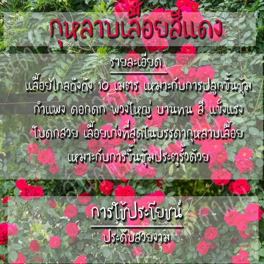 เมล็ดพันธุ์ กุหลาบเลื้อย กุหลาบ สีแดง 30 เมล็ด Red Rose Seed เมล็ดพันธุ์แท้ นำเข้าจากต่างประเทศ ปลูกผัก สวนครัว ถูกดี รูปที่ 3