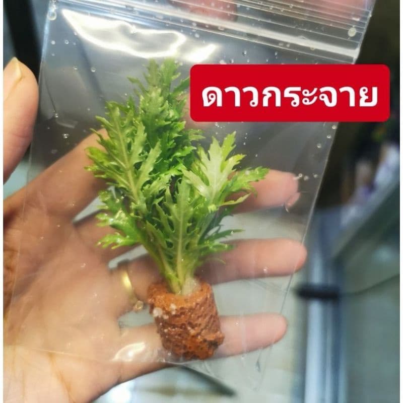 ไม้น้ำ​ แต่ง​ตู้ปลา​ ซื้อ10แถม1ต้นแถมร้านเลือกให้ รูปที่ 3