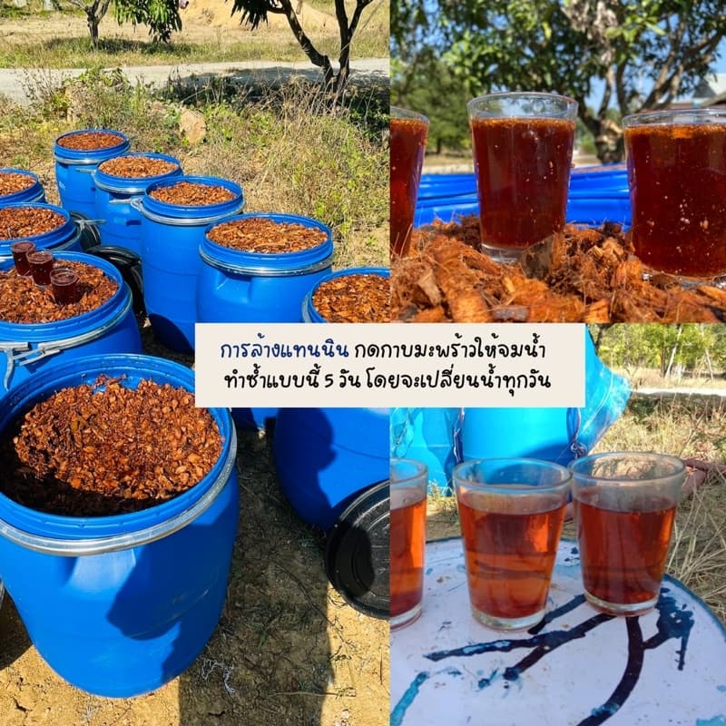 มะพร้าวสับเล็ก ล้างแทนนิน ผสมไตรโคเดอร์มา ใช้ได้ทันที ไม่ต้องเสียเวลาล้างอีก รูปที่ 2