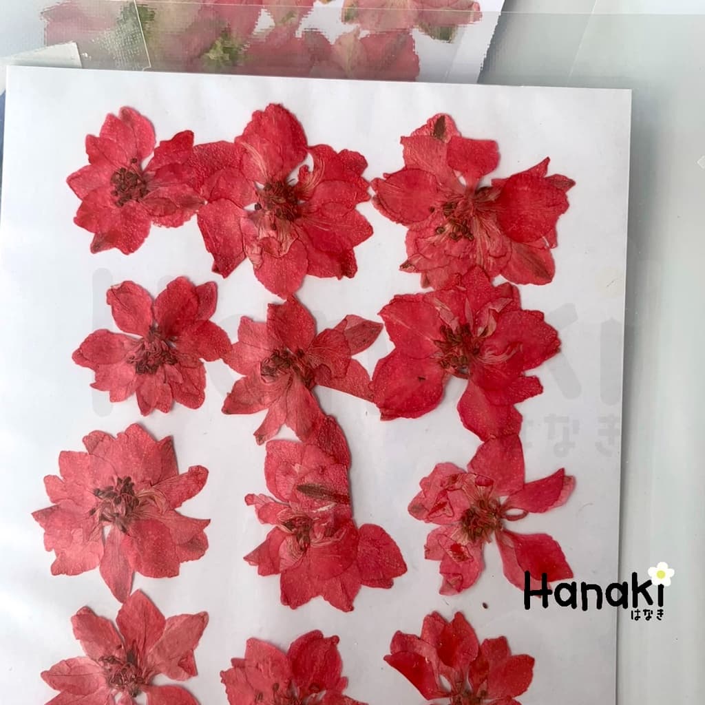 ดอกเดลฟินเนียมทับแห้ง ดอกไม้จริงทับแห้ง ดอกไม้ทับแห้ง Pressed Flowers รูปที่ 9